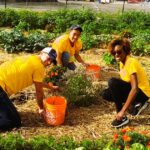 people planting plants