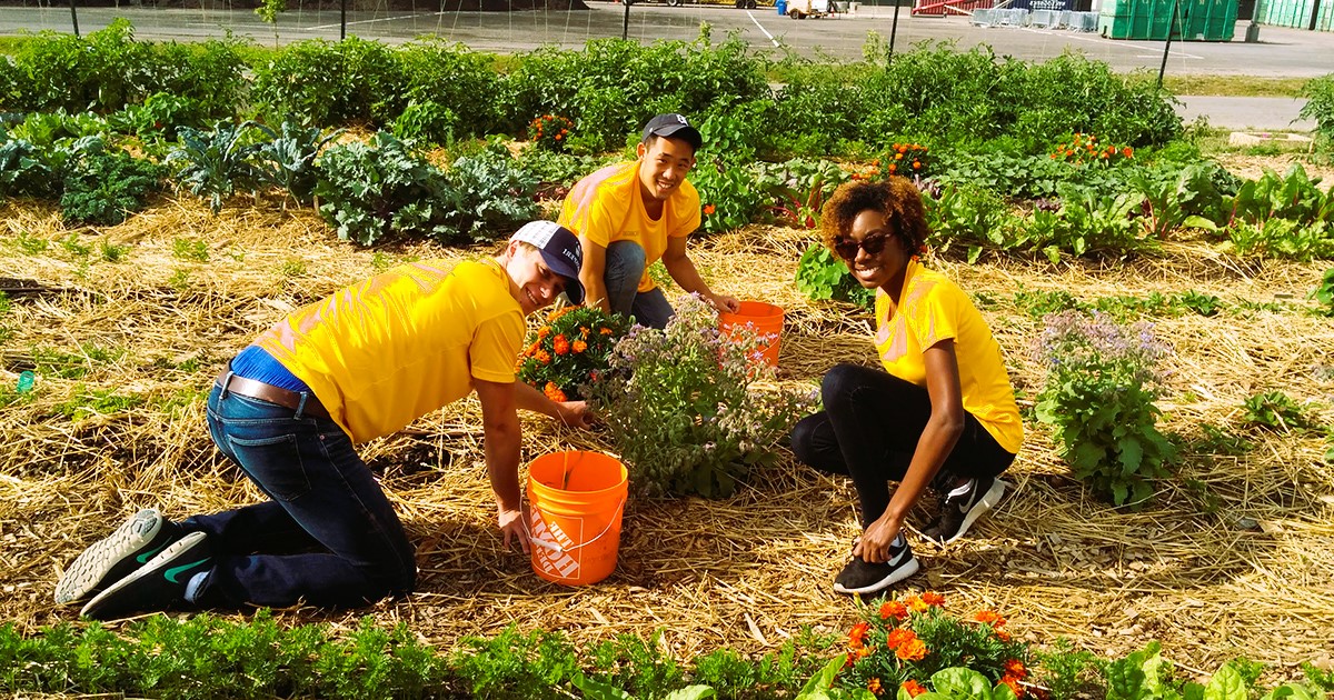 Community Gardens: Cultivating Connection and Sustainability in Ontario