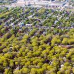 Urban Forests